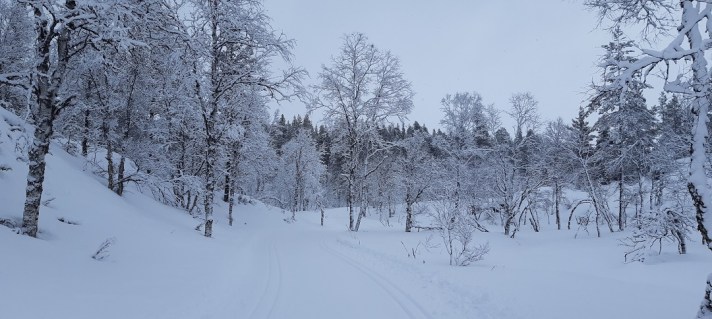 Luminen maisema Saariselällä Lapissa, latu, tunturikoivuja.