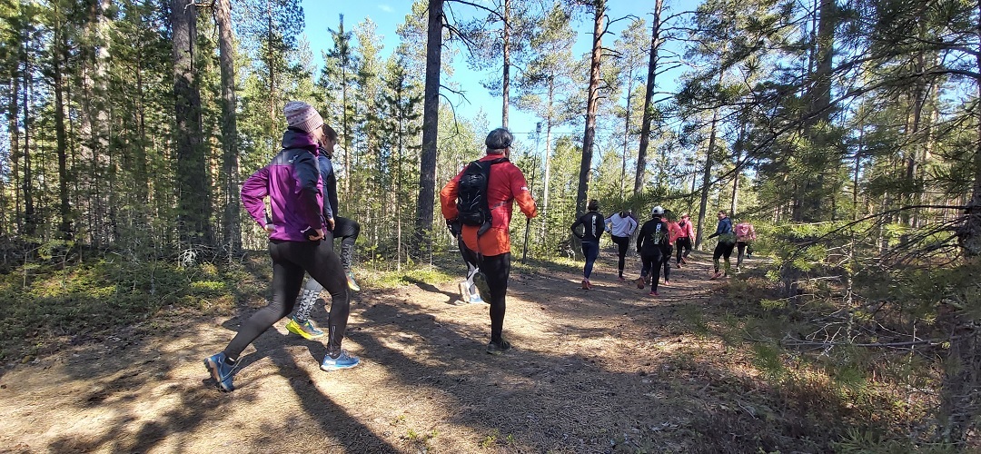 Joukko juoksijoita mäntymetsässä.