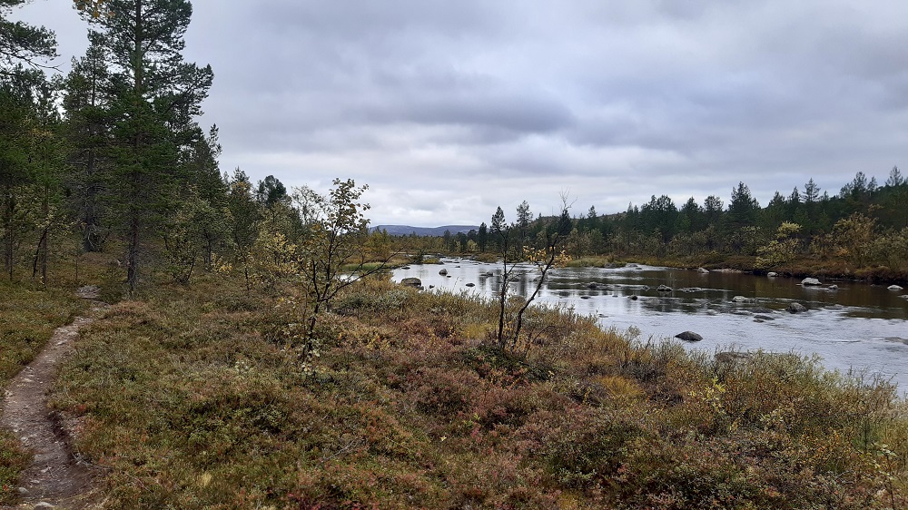 Peltojoki oikealla, vasemmalla kulkemamme polku. Taivas pilvinen, maisema syksyinen, ei kovin ruskainen vielä.
