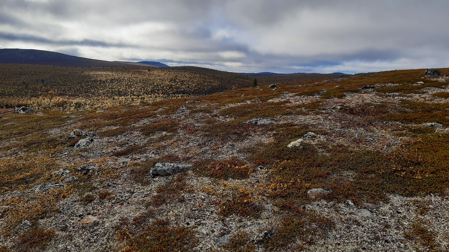 Karua tunturiylankoa, taustalla muita pyöreälakisia tuntureita. Taivaalla pilviä, vain vähän taivasta näkyy.
